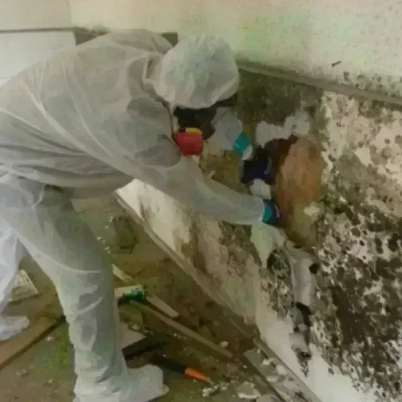 Mold Remediation and Removal in Garrison, ND